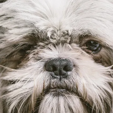 张叔叔